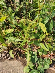 Rumex trisetifer