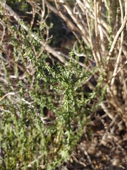 Chrysocoma coma-aurea