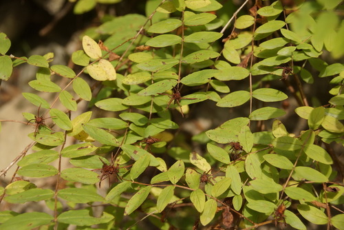 Hypericum xylosteifolium