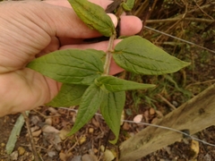 Alloispermum