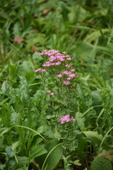 Centaurium erythraea erythraea
