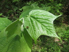 Alangium platanifolium