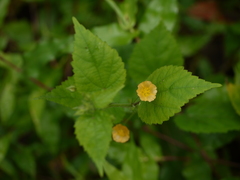 Sida cordata