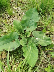 Arctium minus