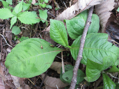 Persicaria filiformis