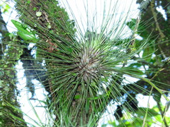 Tillandsia filifolia