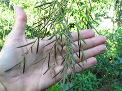 Tillandsia filifolia