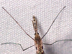 Anopheles annulipes