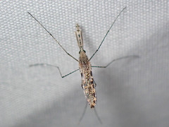 Anopheles annulipes