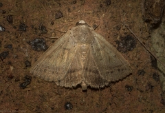 Pantydia capistrata