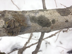 Phaeophyscia ciliata