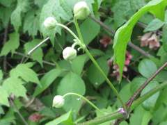 Clematis trichotoma