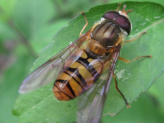 Dideoides latus