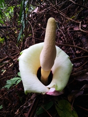 Amorphophallus prainii