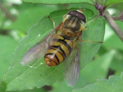 Dideoides latus