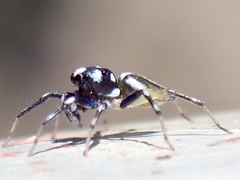 Phintella bifurcilinea