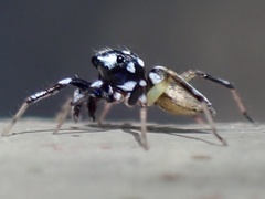 Phintella bifurcilinea