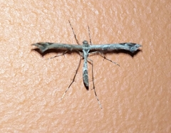 Amblyptilia