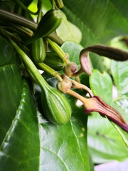 Aristolochia acuminata