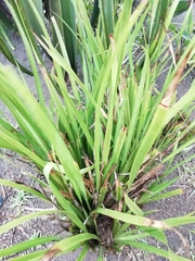 Dietes iridioides
