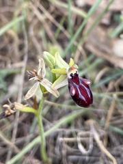 Ophrys sphegodes gortynia