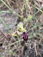 Ophrys sphegodes gortynia