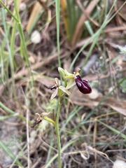 Ophrys sphegodes gortynia