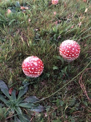 Amanita muscaria