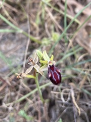Ophrys sphegodes gortynia