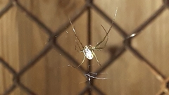 Leucauge argyra
