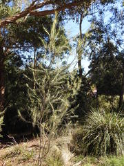 Hakea nodosa