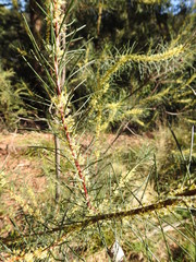 Hakea nodosa