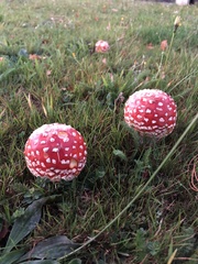 Amanita muscaria