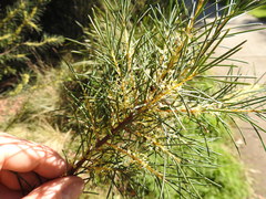 Hakea nodosa