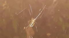 Leucauge argyra