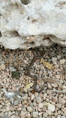 Macroprotodon mauritanicus