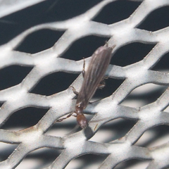 Oligotoma humbertiana