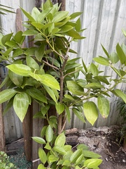 Cinnamomum kotoense