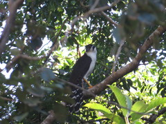 Micrastur semitorquatus