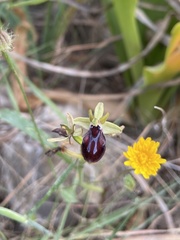 Ophrys sphegodes gortynia