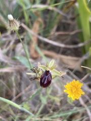 Ophrys sphegodes gortynia