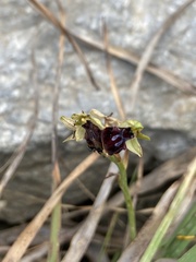 Ophrys sphegodes gortynia