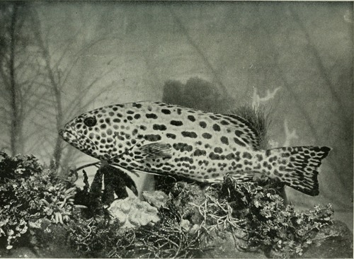 Leopard Grouper