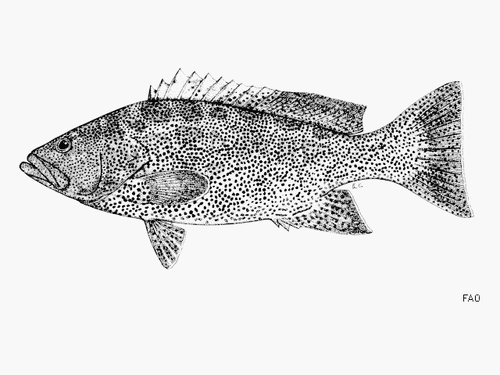Leopard Grouper
