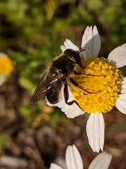 Platynochaetus setosus