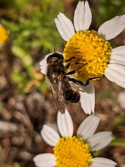 Platynochaetus setosus