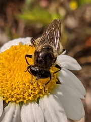 Platynochaetus setosus