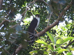 Micrastur semitorquatus