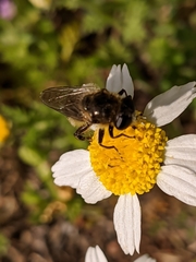 Platynochaetus setosus