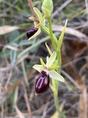 Ophrys sphegodes gortynia